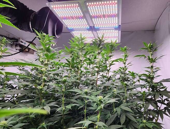 phlizon_pl4500_450W_LED_grow_lights (1).jpeg