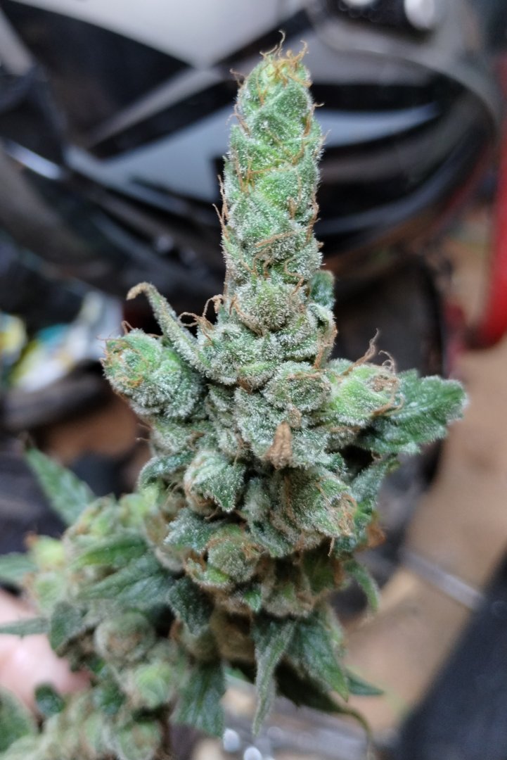 Phoenix Seeds Super Kush.jpg