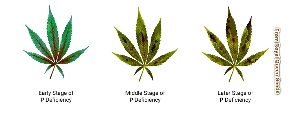 phosphorus-cannabis-deficiency02.jpg