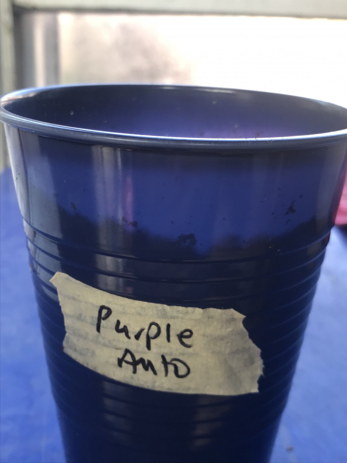 Photo 17 - Purp.jpeg