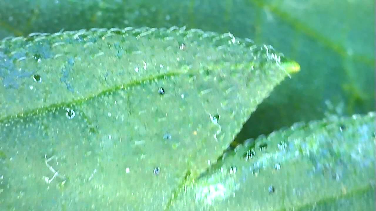 Photo 28 - Aphids?.jpeg