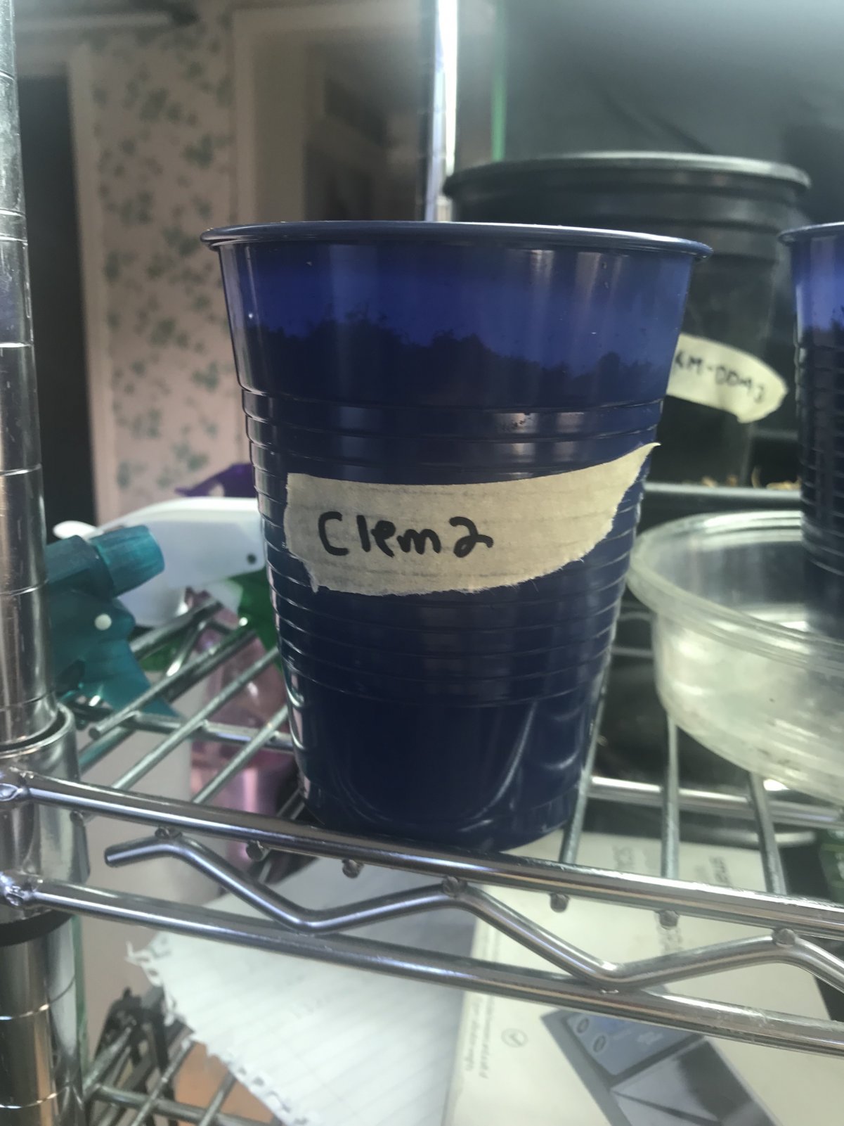 Photo 3 - Clem2.jpeg