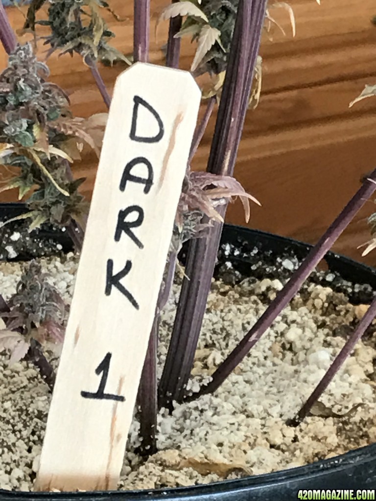 Photo 5 - Dark 1 - Day 78