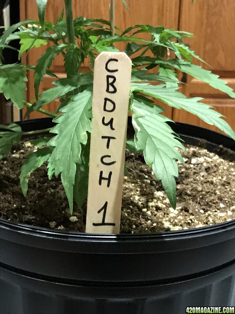 Photo 9 - CB Dutch1 - Day 25