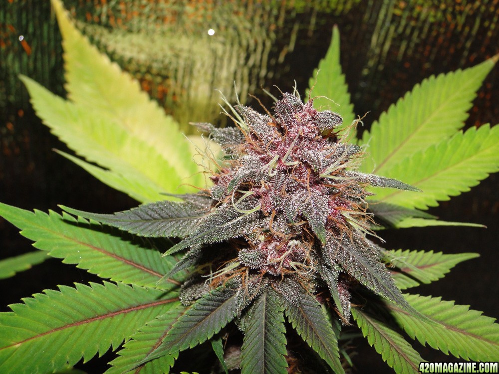 Photo Contest - Purple Kush by Crop King Seeds
