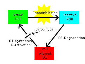 Photoinhibition and D1 Protein Synthesis