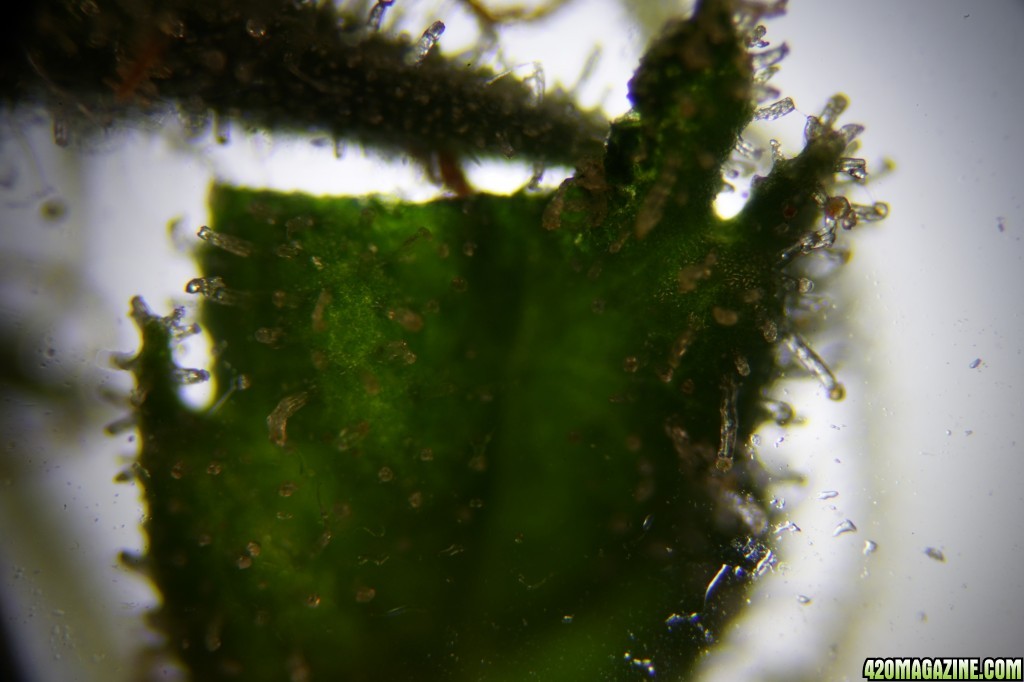 photomicrography - trichomes