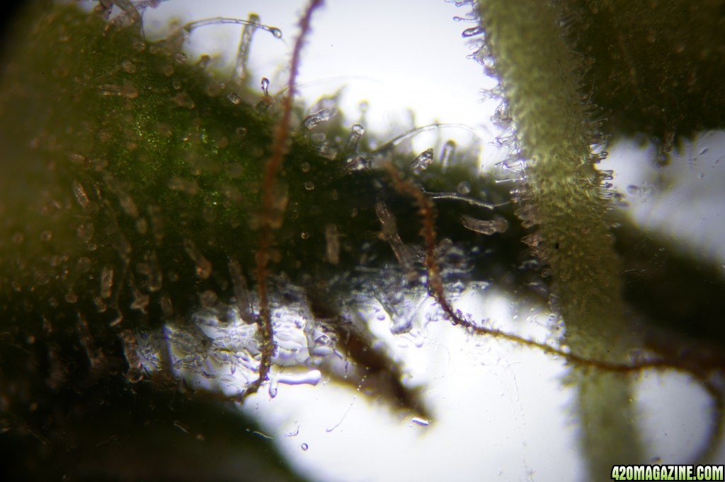 photomicrography - trichomes