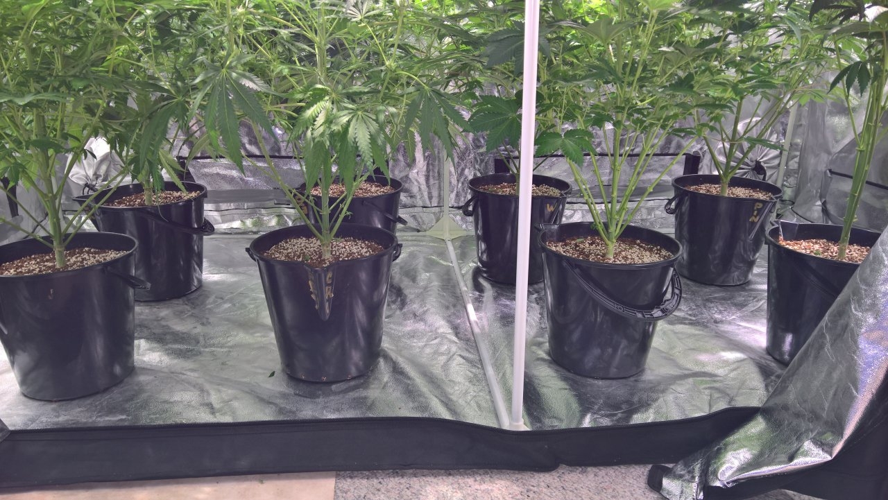 Pic of lower plants trimmed