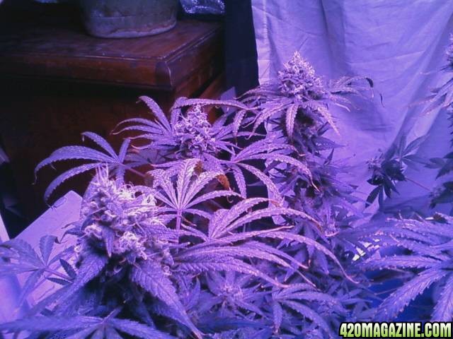 pics from from grow journal 2014/15