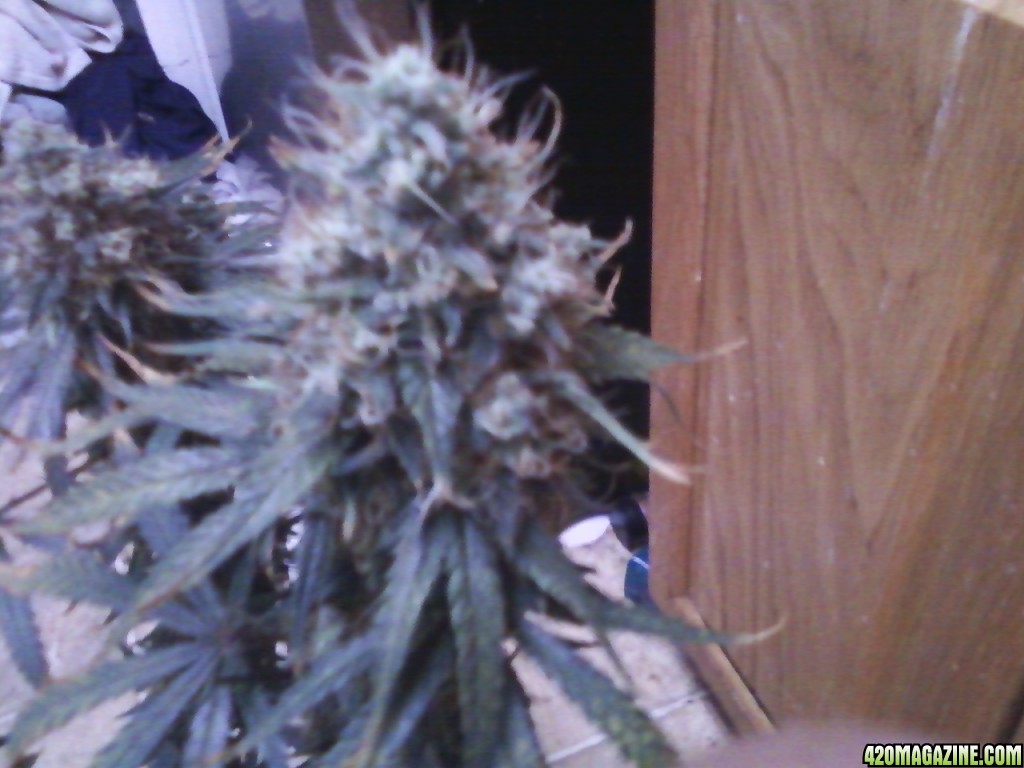 pics from from grow journal 2014/15