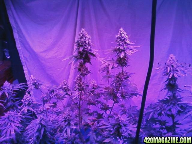 pics from from grow journal 2014/15