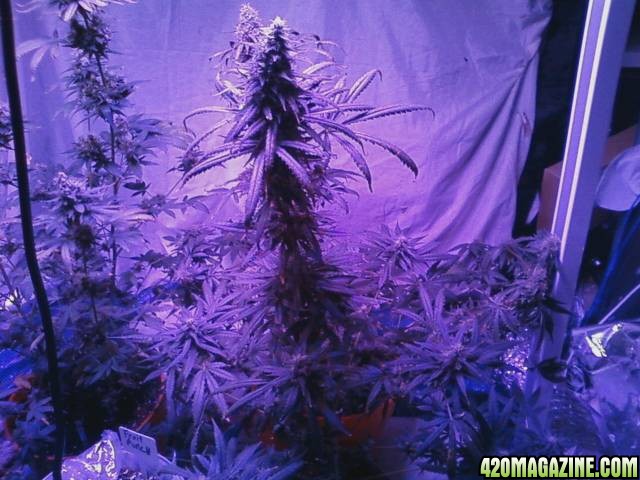 pics from from grow journal 2014/15