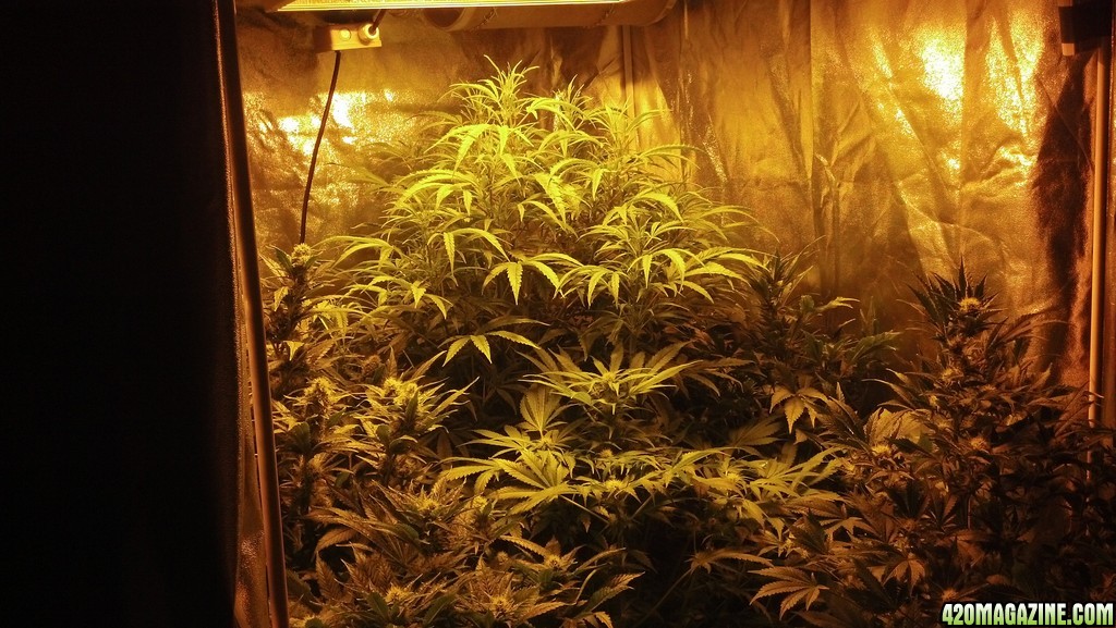 Picture of Grow Tent 2 - Week 6 of Flowering