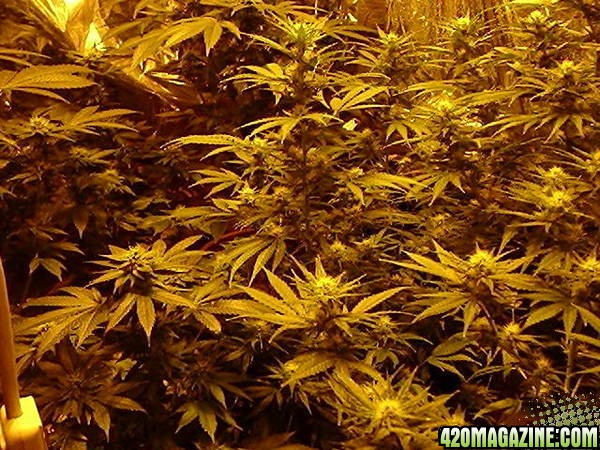 Picture_pot_stuff_048