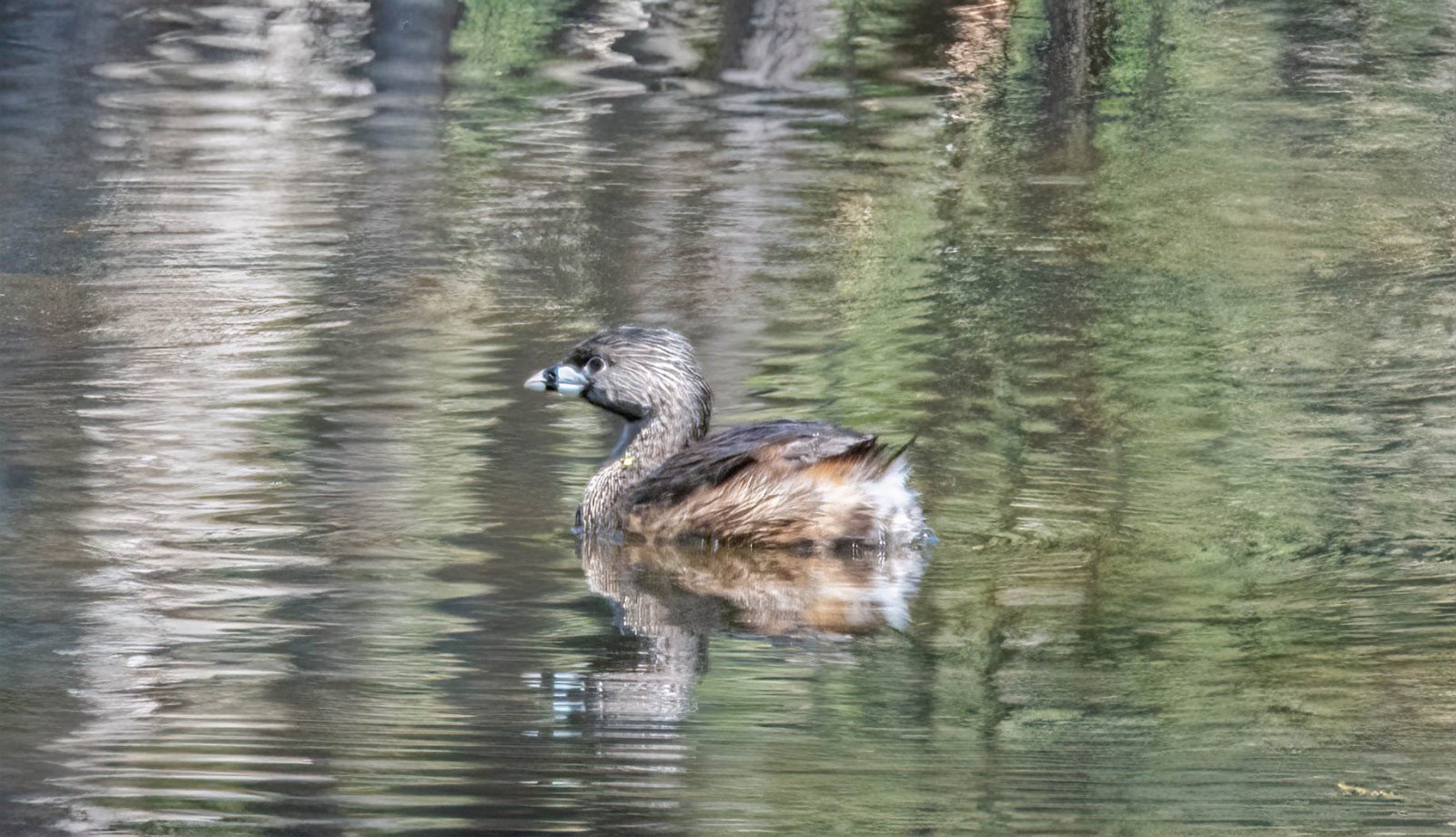 Pied-billed Grebe  Devil Diver-2.jpg