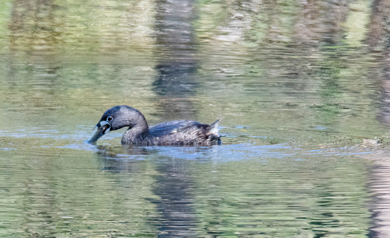 Pied-billed Grebe  Devil Diver-3.jpg