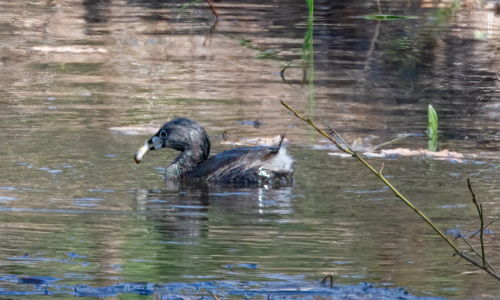 Pied-billed Grebe  Devil Diver.jpg