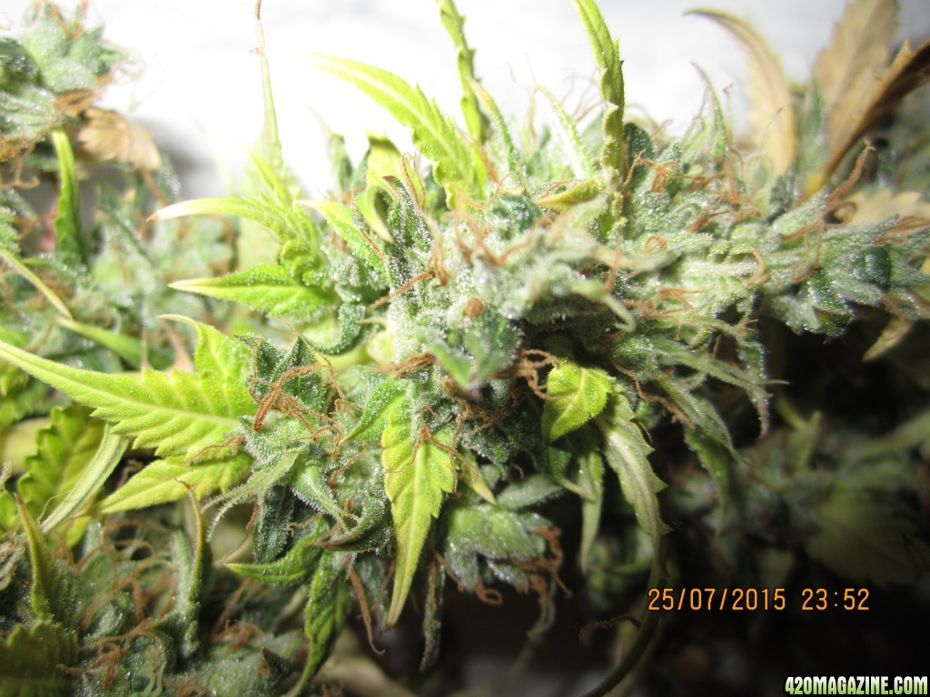 pineapple/blueberry buds