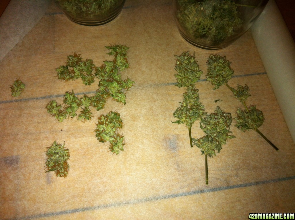 Pineapple buds / Gorilla glue