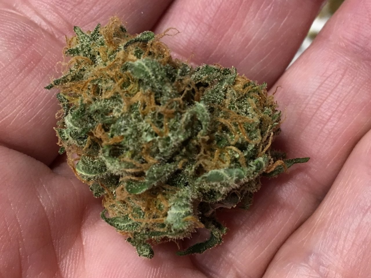 Pineapple Chunk 2