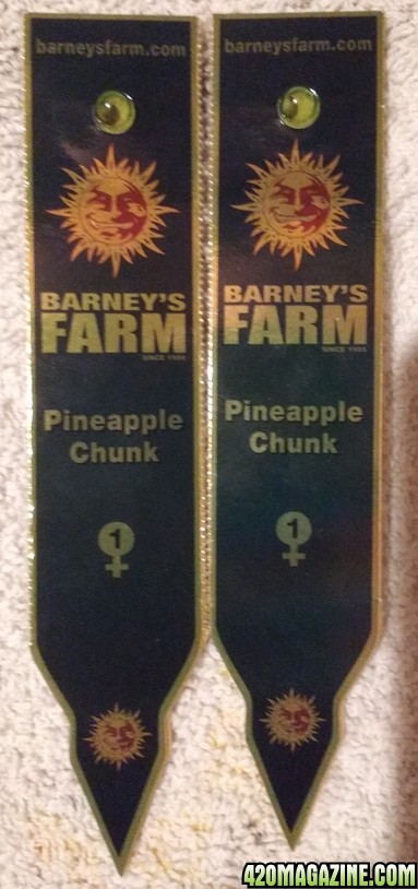 Pineapple Chunk (Barney's Farm)