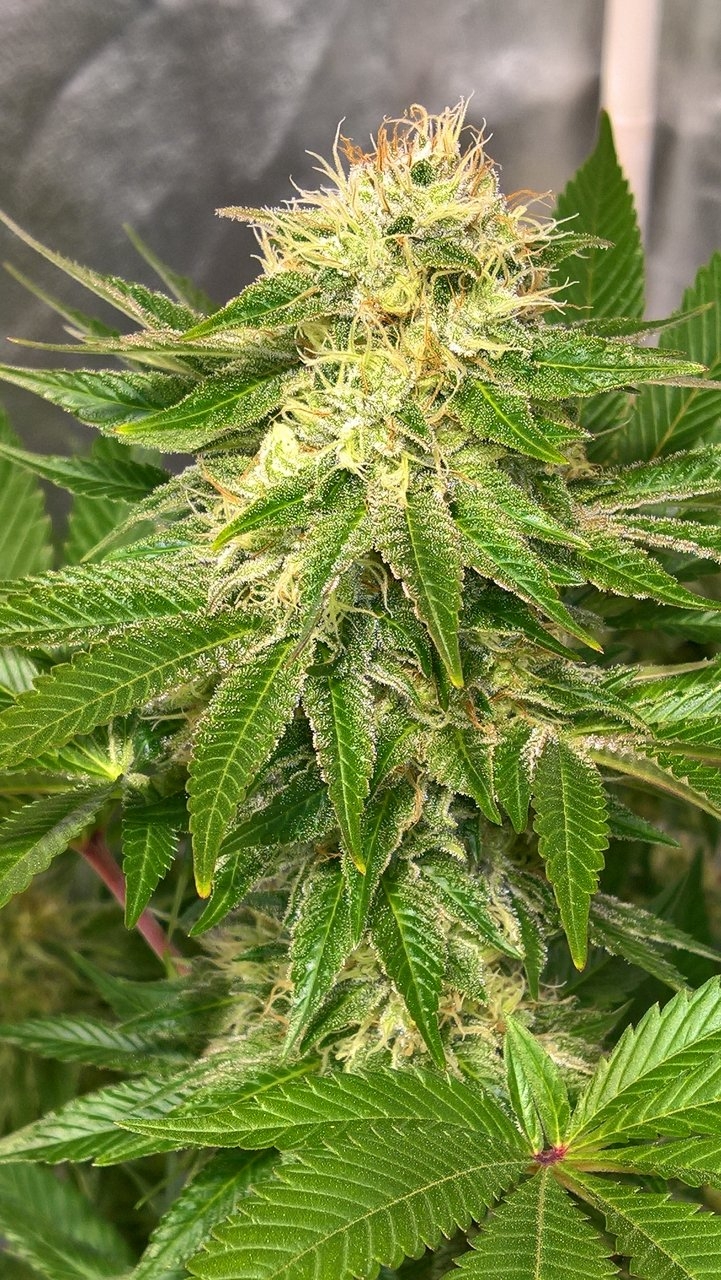 Pineapple Chunk Bud Week8