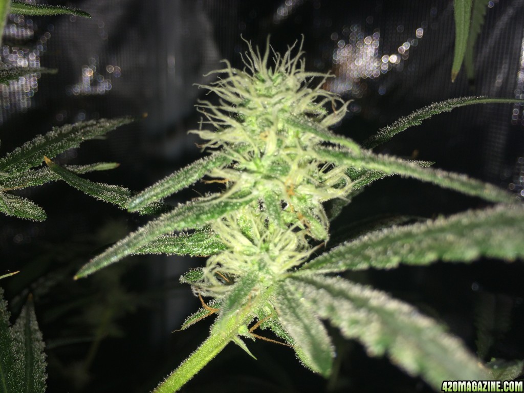 Pineapple Chunk Day 40