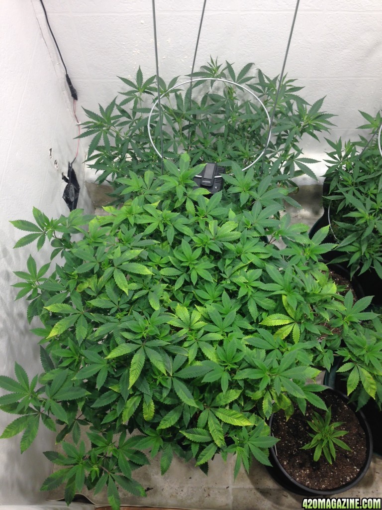 Pineapple Chunk - deficiency