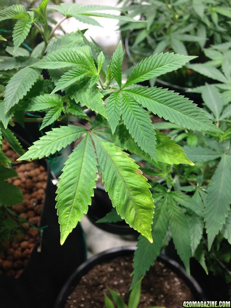 Pineapple Chunk - deficiency