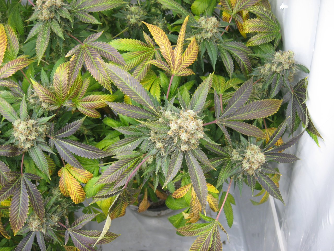 pineapple chunk IMG_3914.JPG