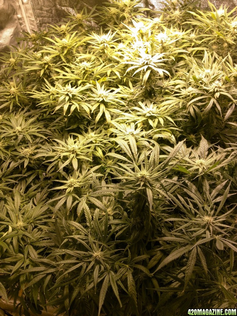 pineapple chunk in flower. my first grow