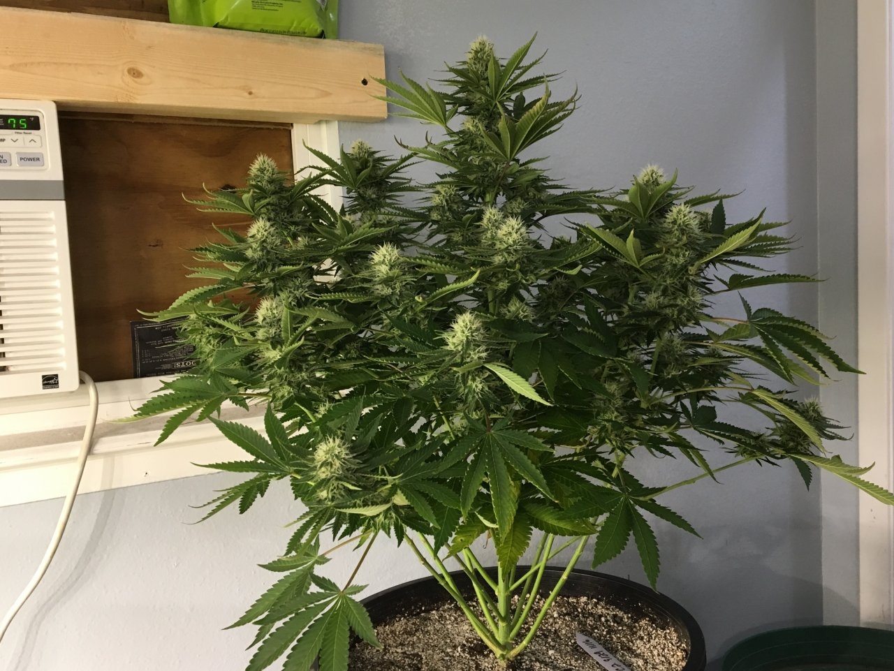 Pineapple Chunk in the Kit, 5 weeks in flower