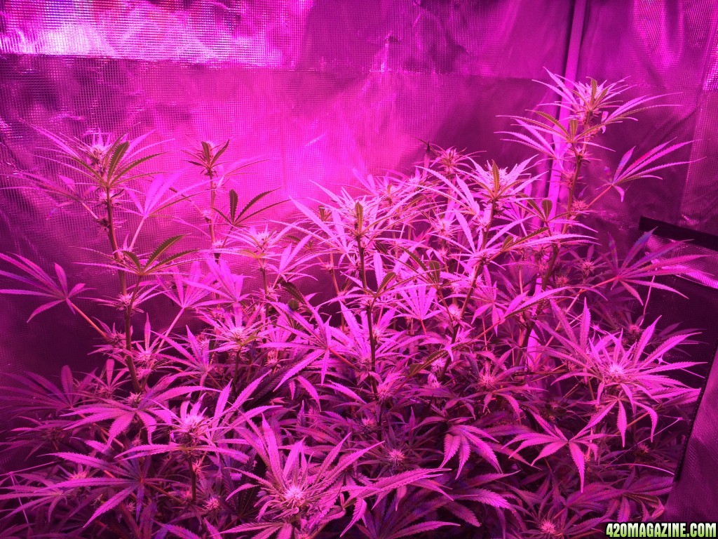 Pineapple chunk LED Grow