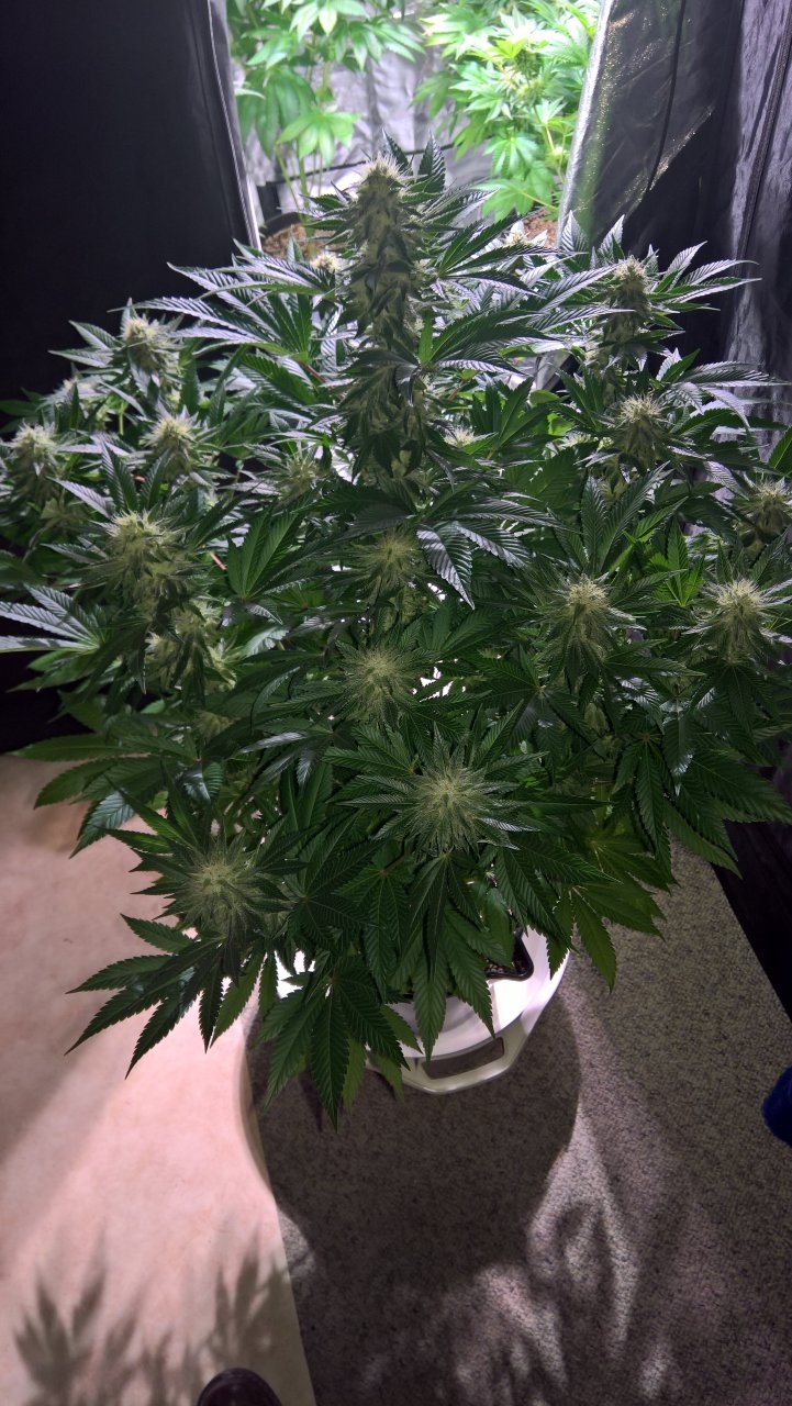 Pineapple Chunk mid week 6