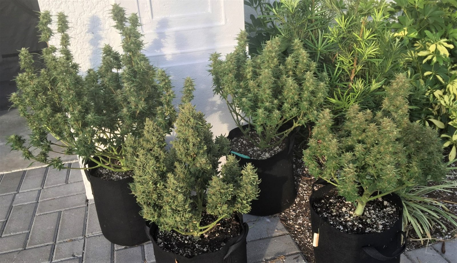 Pineapple Express 2 and 3 plus Lemon Skunk 1 and 2.jpg