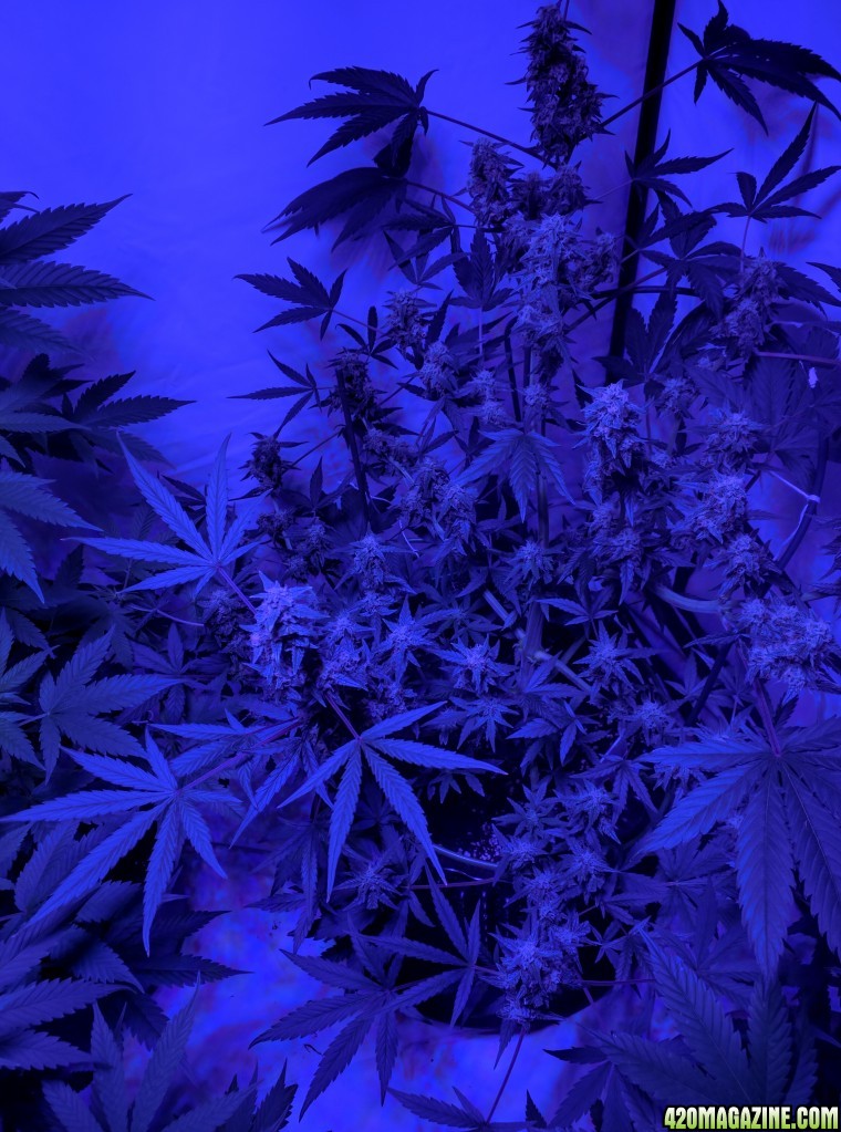 pineapple express and 3 unknown 25/06 growreport pics