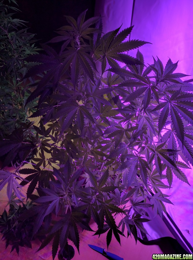 pineapple express and 3 unknown 25/06 growreport pics