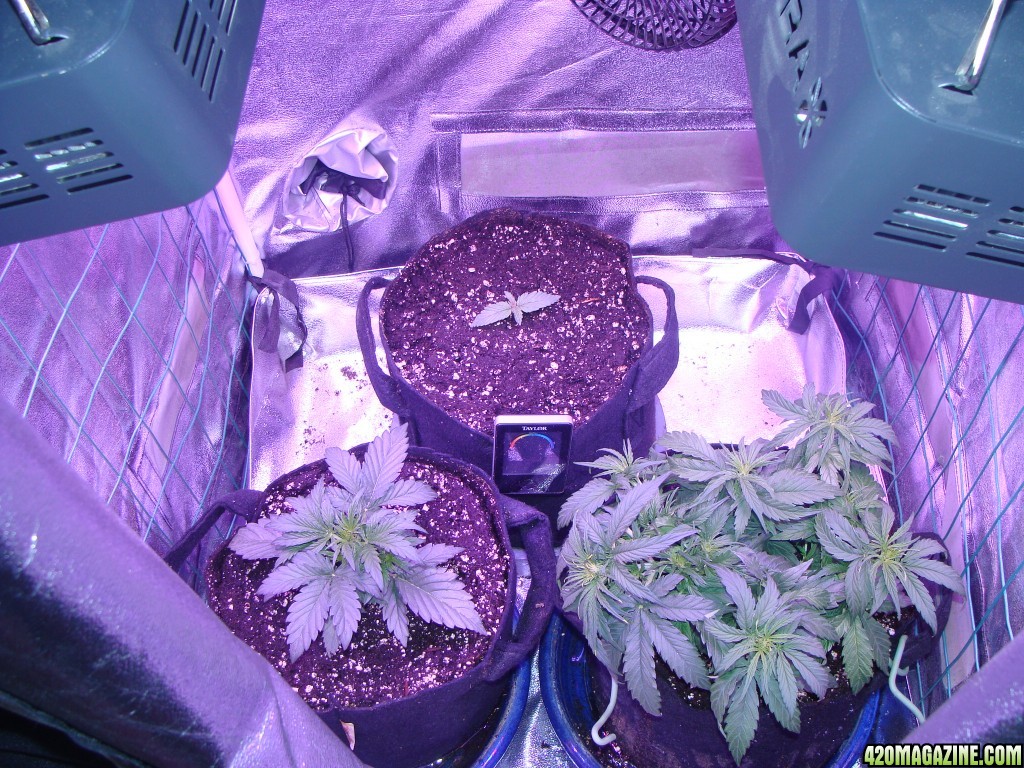 PINEAPPLE EXPRESS AUTO DAY 7