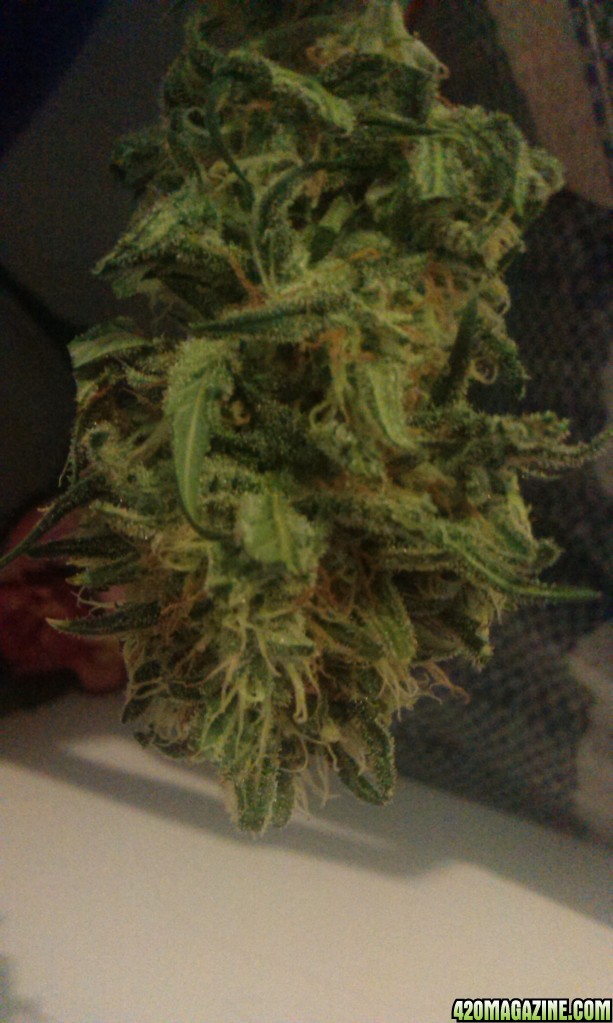 pineapple express auto