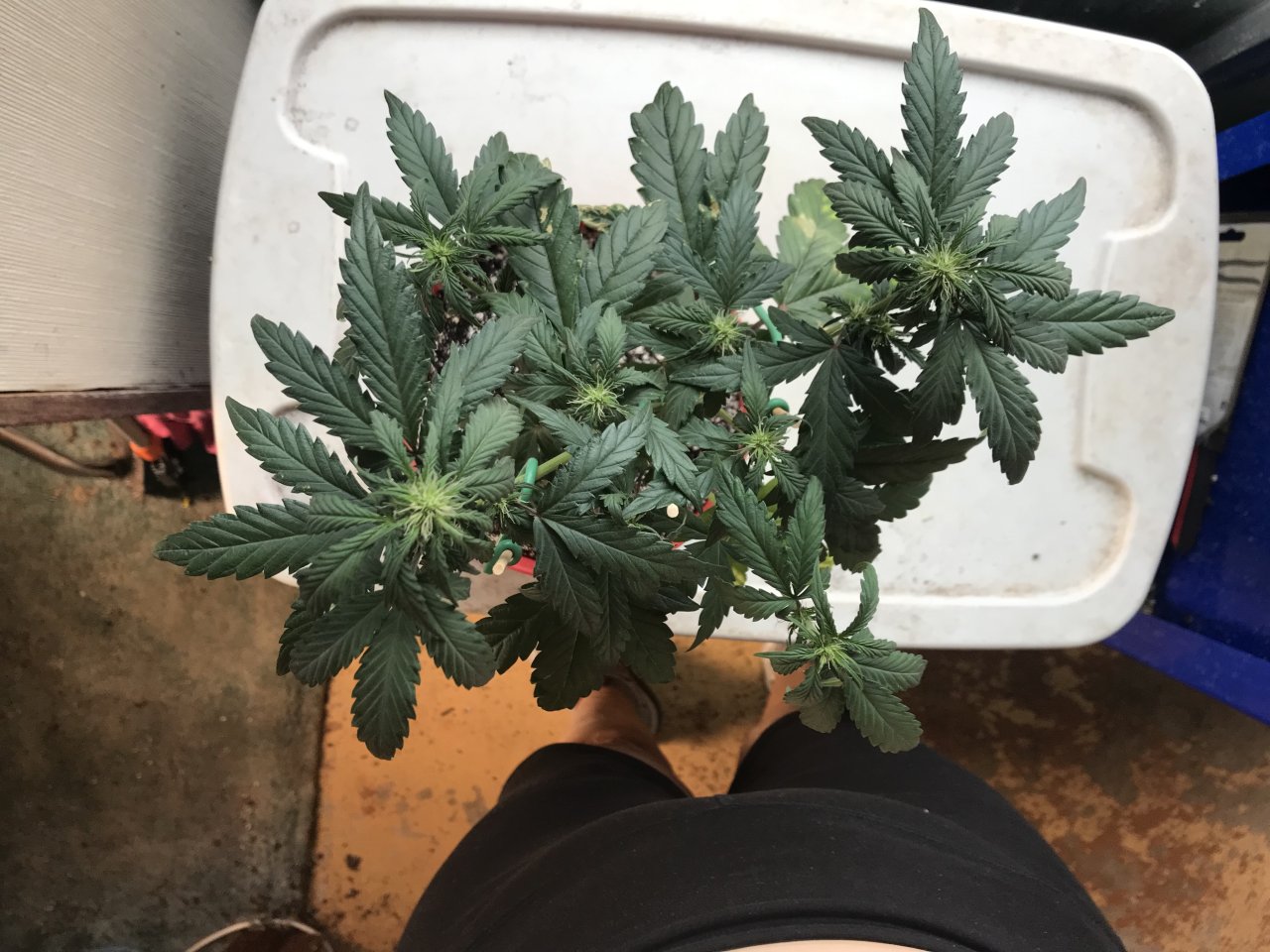 Pineapple Express-Day 37-d.jpeg