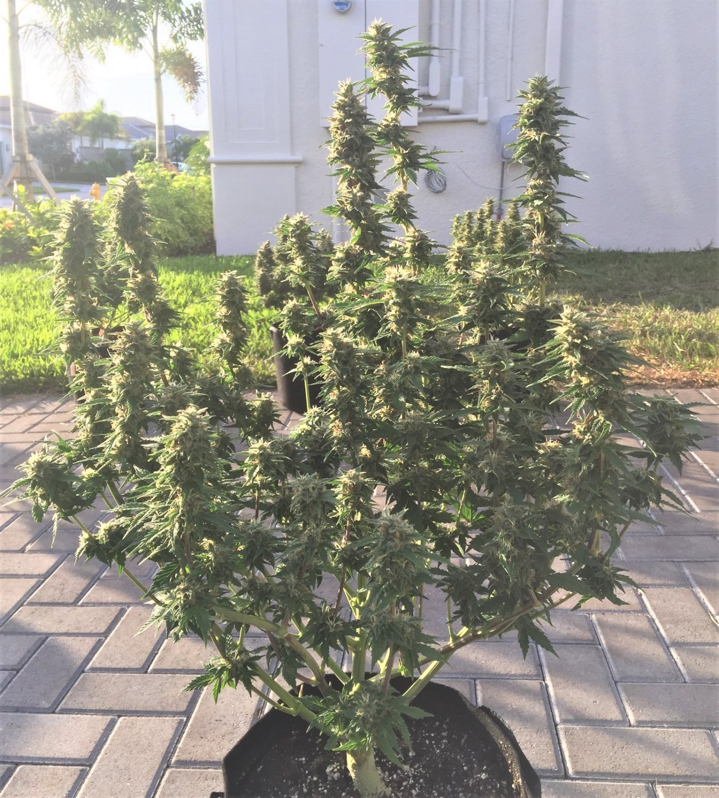 pineapple express in the sun loving life side view whole plant.jpg