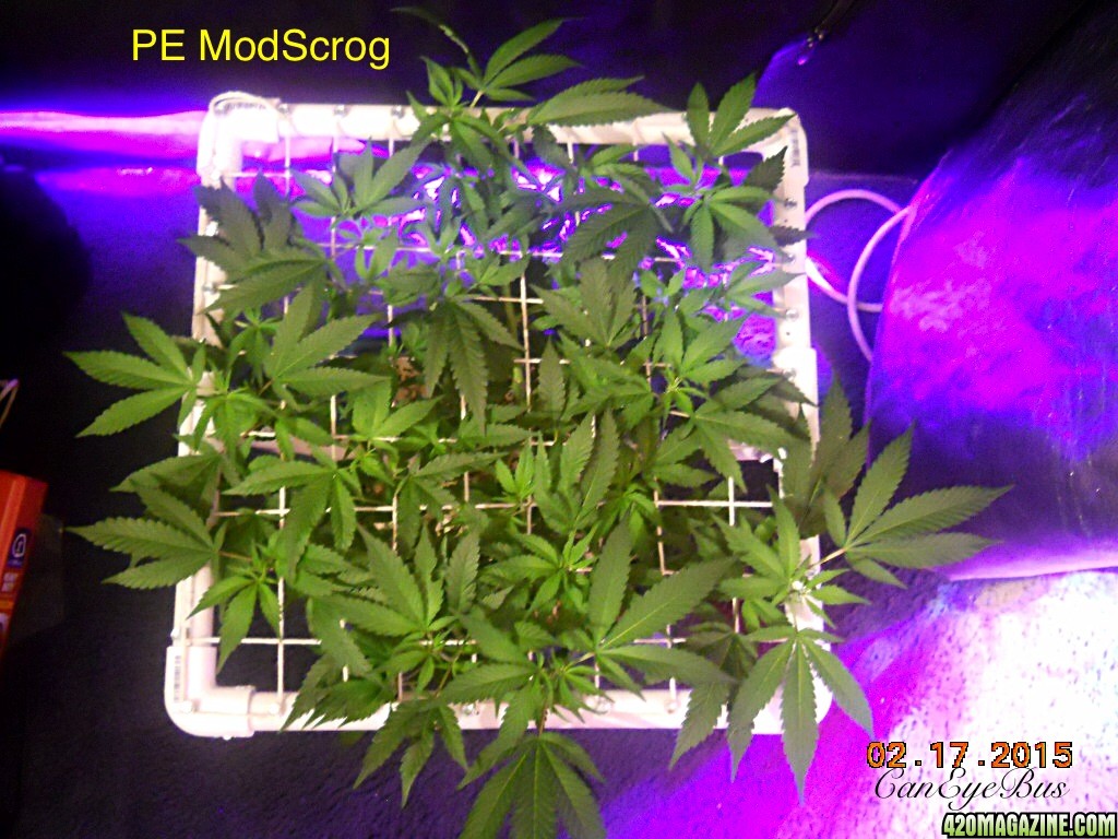 Pineapple Express ModScrog#2