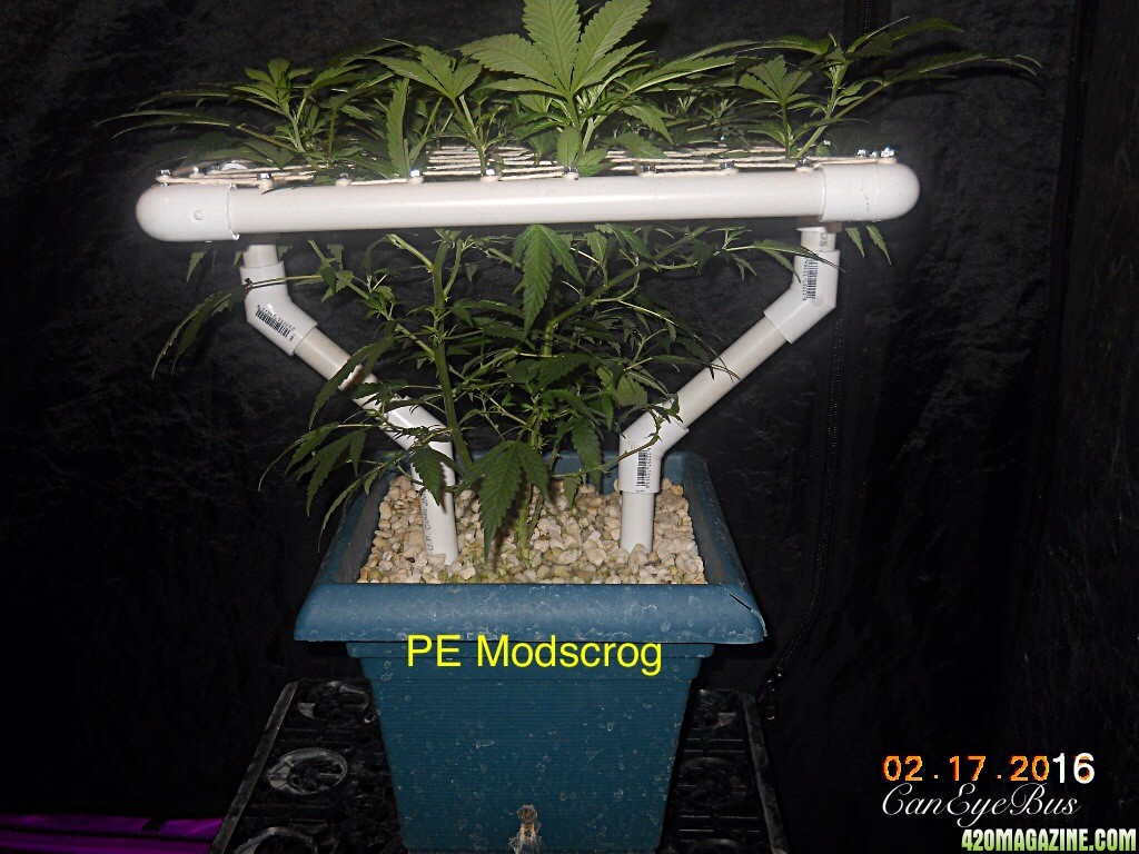 Pineapple Express ModScrog#2