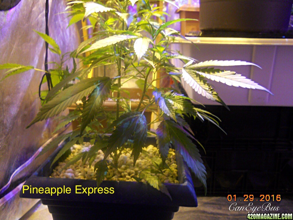 Pineapple Express ModScrog#2