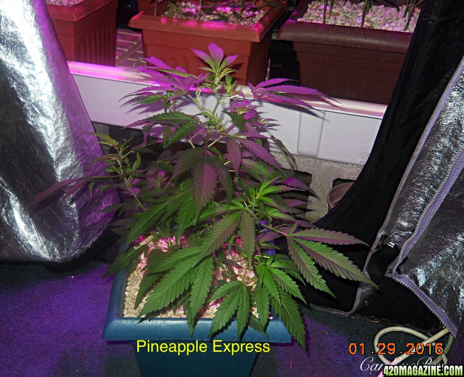 Pineapple Express ModScrog#2