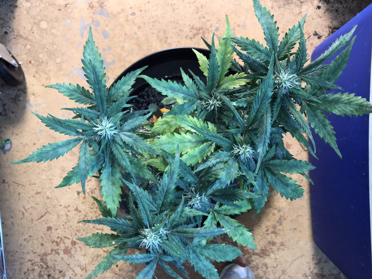 Pineapple Express (Patsy)-Day 13F-f.JPEG