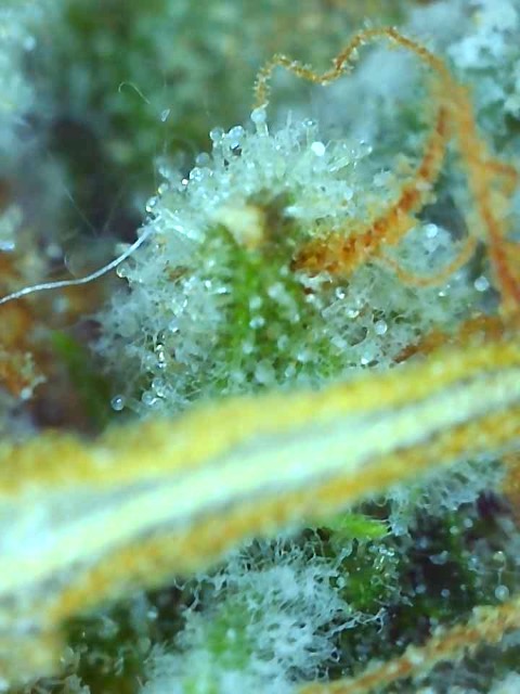 Pineapple Express (Patsy)-Day 58F-m.jpg