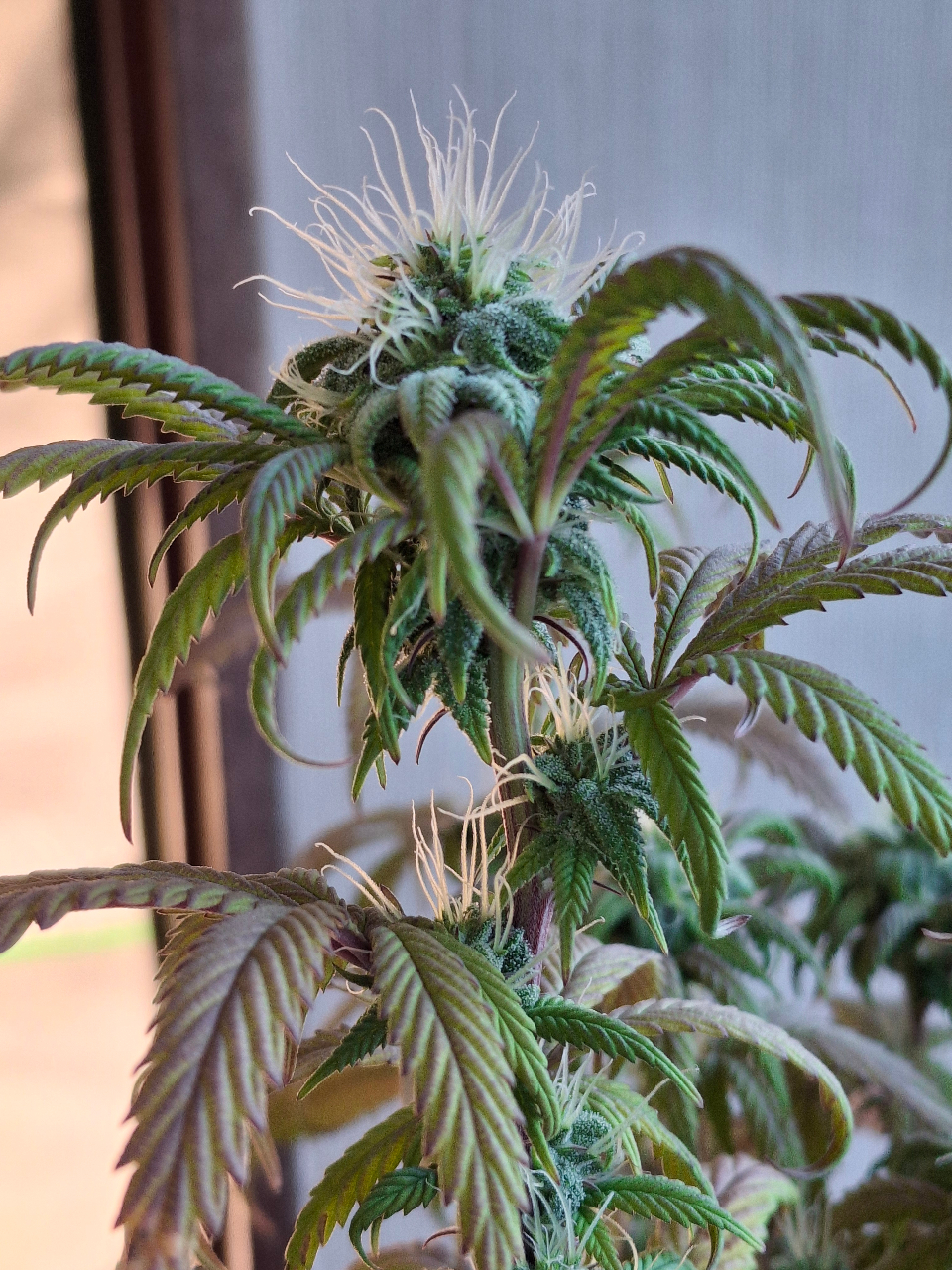 Pineapple Express (Peggy)-Day 13F-l2.jpg