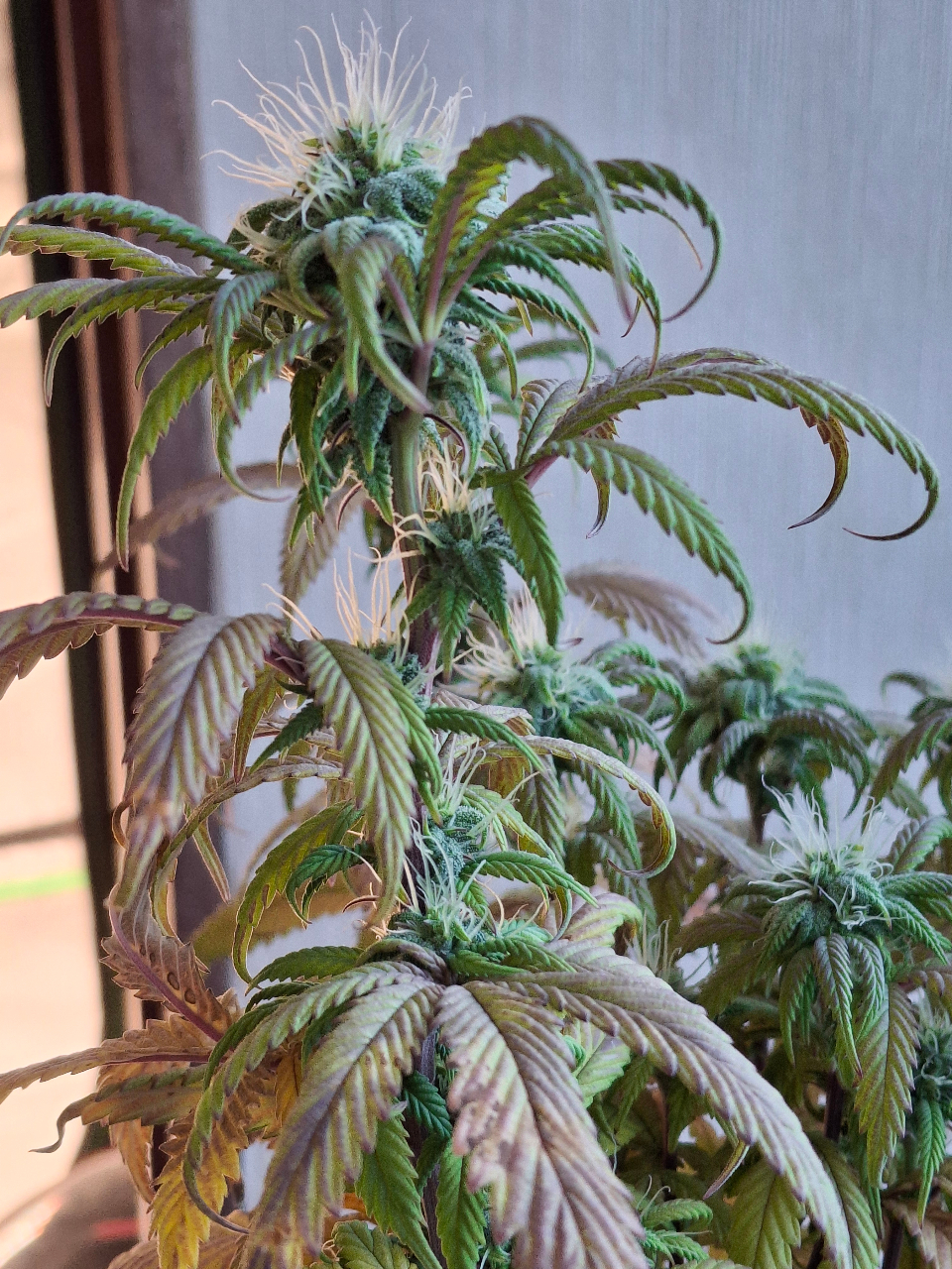 Pineapple Express (Peggy)-Day 13F-l3.jpg